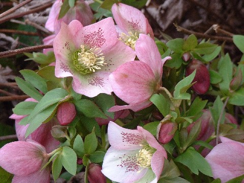 Hellébores hybrides