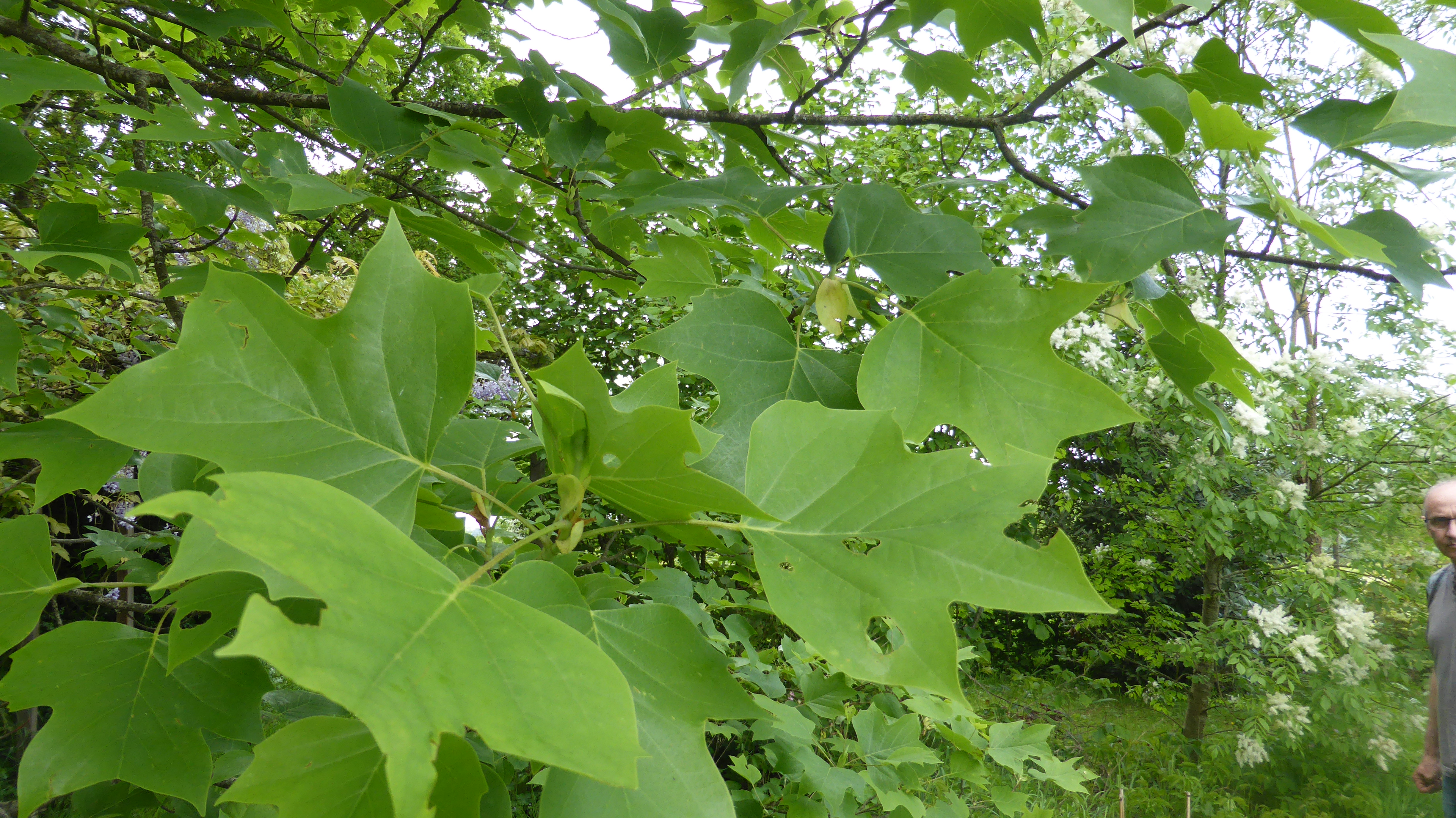 Liriodendron Tulipifera
